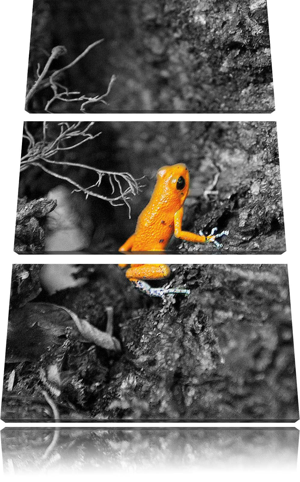 Pixxprint giftiger Kleiner Frosch als Leinwandbild/Grösse: 3 Teilig (120x80) / Wandbild/Kunstdruck/f