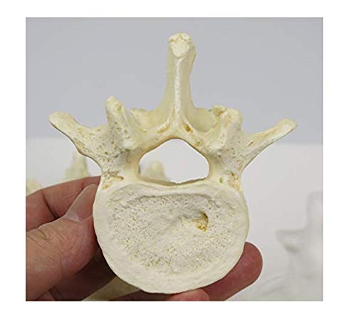 3B Scientific Menschliche Anatomie - Set mit 5 Lendenwirbeln + kostenlose Anatomie App - 3B Smart An