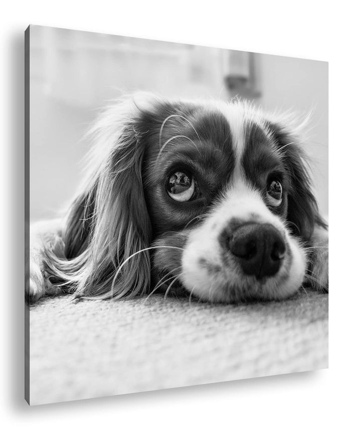 deyoli zauberhafter Cocker Spaniel Effekt: Schwarz&amp;Weiss Format: 70x70 als Leinwandbild, Motiv ferti