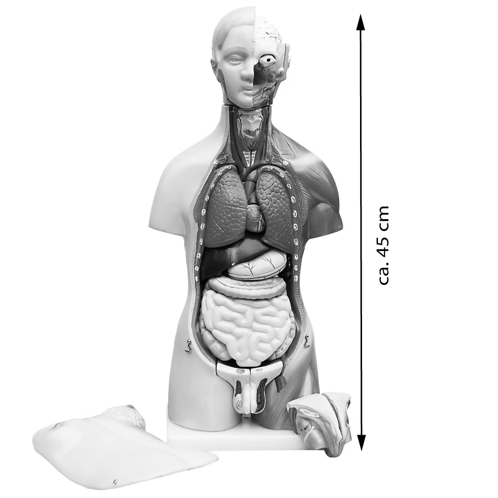 Anatomie Modell Torso 45 cm, Unisex, Detaillierter menschlicher Körper aus PVC mit herausnehmbaren O