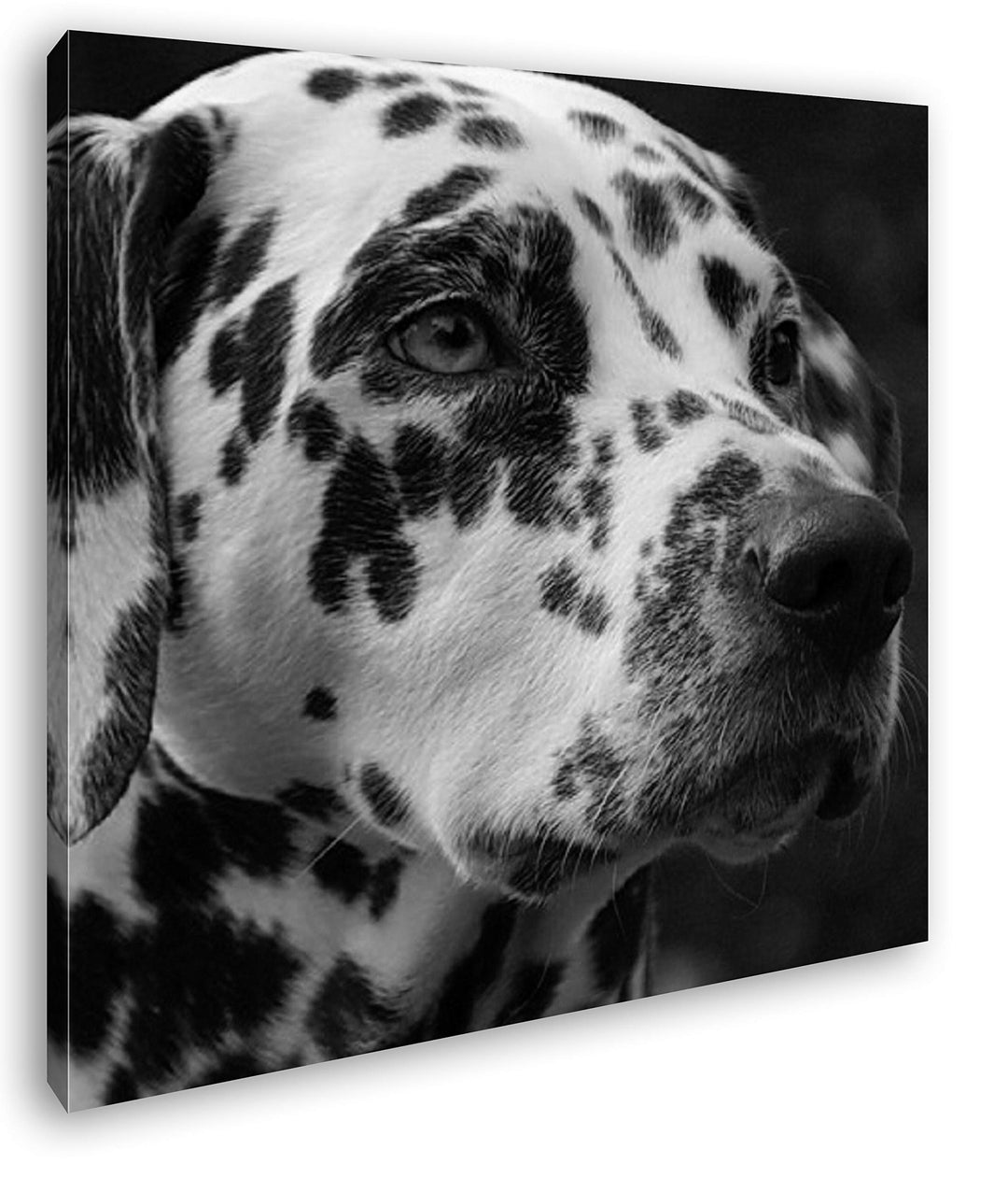 deyoli Dalmatien Hund mit blauen Augen im Format: 60x60 Effekt: Schwarz&Weiss als Leinwandbild, Moti