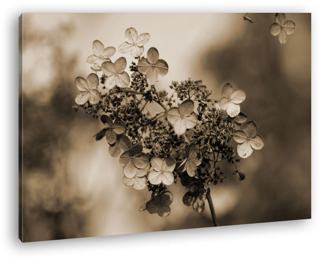 deyoli blühende Hortensien im Herbst Format: 80x60 Effekt: Sepia als Leinwandbild, Motiv fertig gera