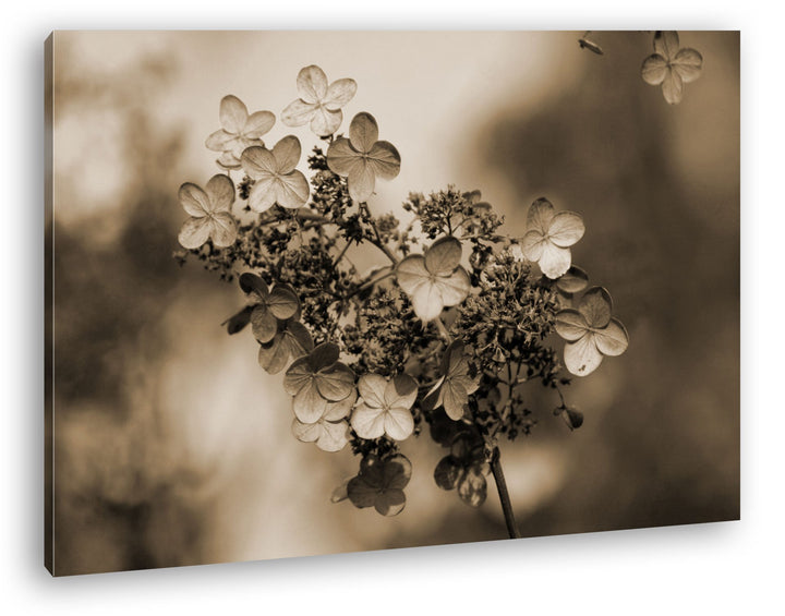 deyoli blühende Hortensien im Herbst Format: 80x60 Effekt: Sepia als Leinwandbild, Motiv fertig gera