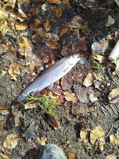 Chatterbait von Twin-Turner®, Set 4 St., Köderherstellung seit 2004, Kunstköder, Spinnköder, Blinker