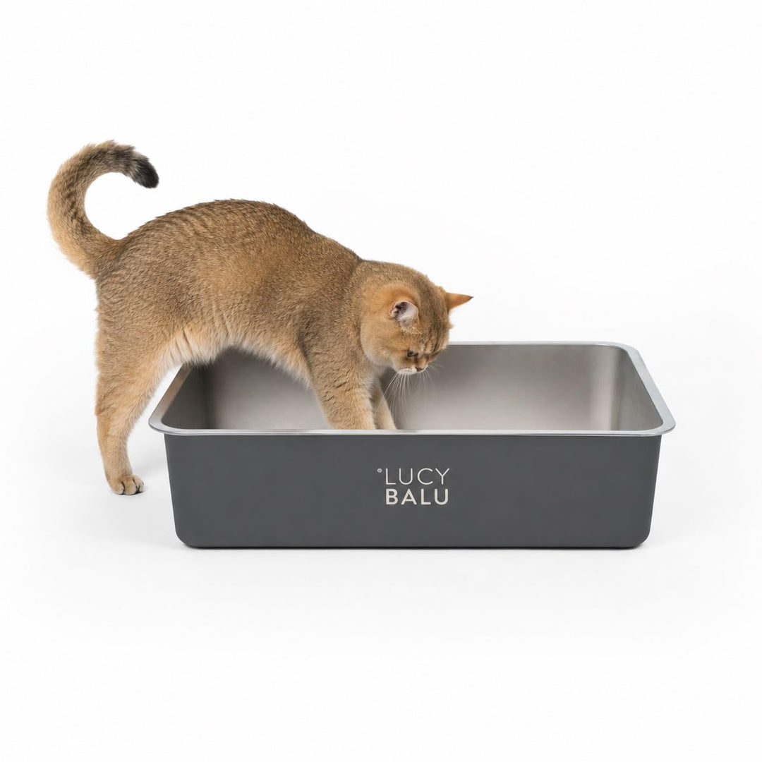 LucyBalu® Edelstahl Katzenklo geruchsfrei | grosse Katzentoilette aus Edelstahl | offenes Katzenklo