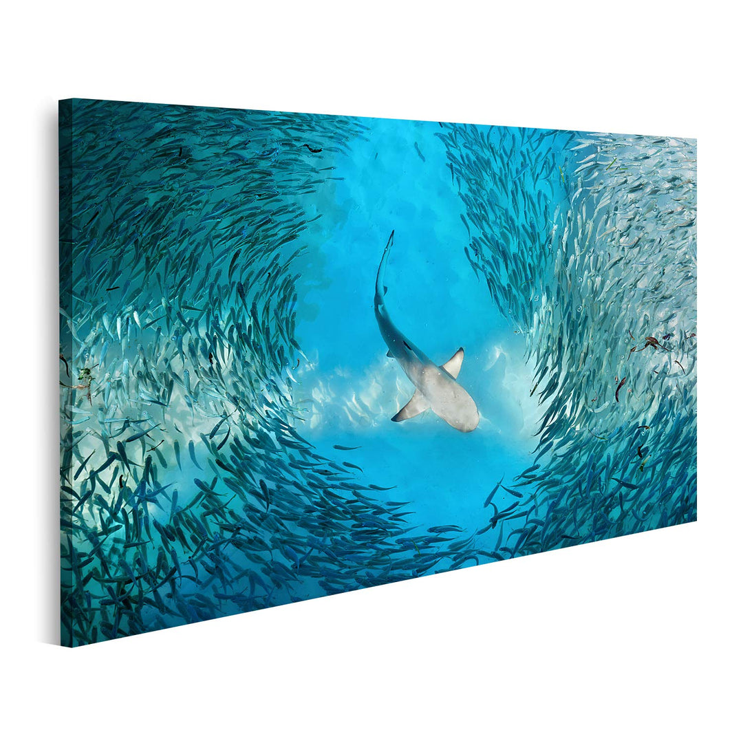 islandburner Bild auf Leinwand Hai Und Kleine Fische Im Ozean Bilder Wandbilder Poster Leinwand 100x