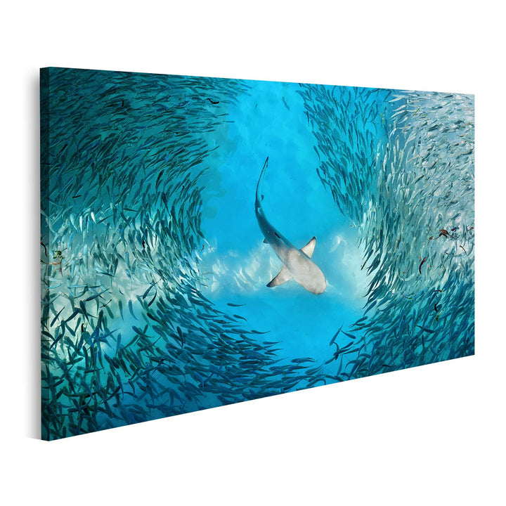 islandburner Bild auf Leinwand Hai Und Kleine Fische Im Ozean Bilder Wandbilder Poster Leinwand 100x