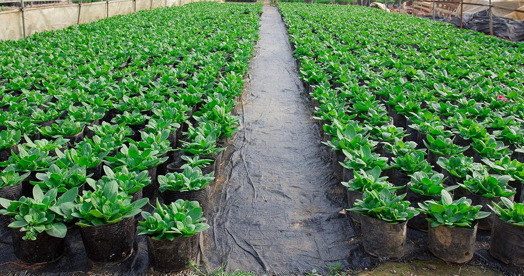 Aquagart Bewässerungsvlies 24m² Bewässerungsmatte für Pﬂanztöpfe 300g I Vlies für Blumenkübel I Wass