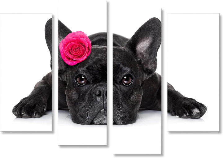 islandburner Bild auf Leinwand Hund der französischen Bulldogge, der Sie, beim Lügen aus den Grund o