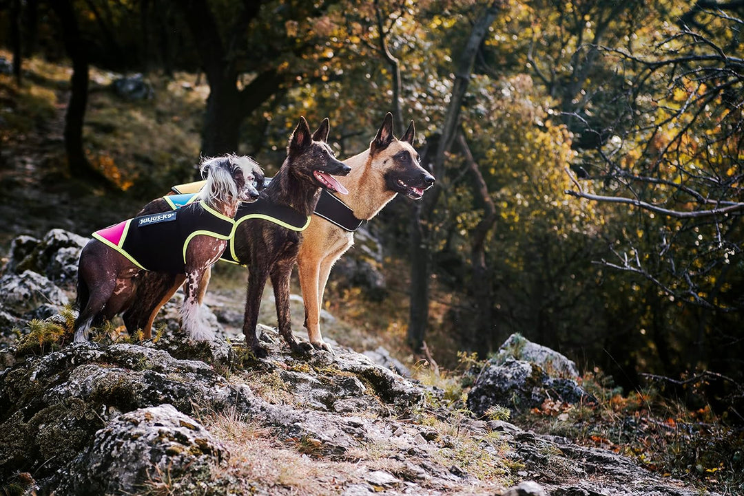Julius-K9, IDC Neoprene Hundekleidung, Size: L, Schwarz und Gelb L Schwarz und Gelb, L Schwarz und G