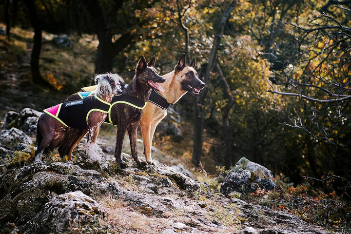 Julius-K9, IDC Neoprene Hundekleidung, Size: L, Schwarz und Gelb L Schwarz und Gelb, L Schwarz und G