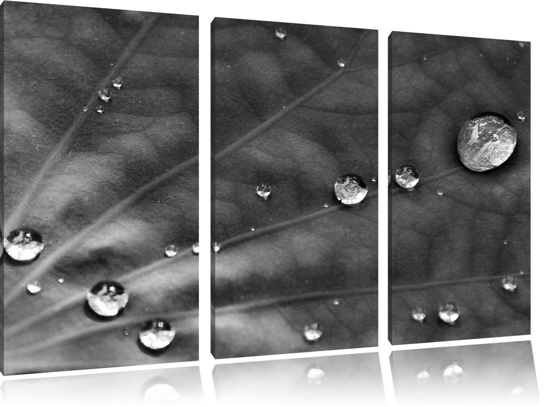 Pixxprint Monocrome, kleine Wassertropfen auf grünem Blatt 3-Teiler Leinwandbild 120x80 Bild auf Lei