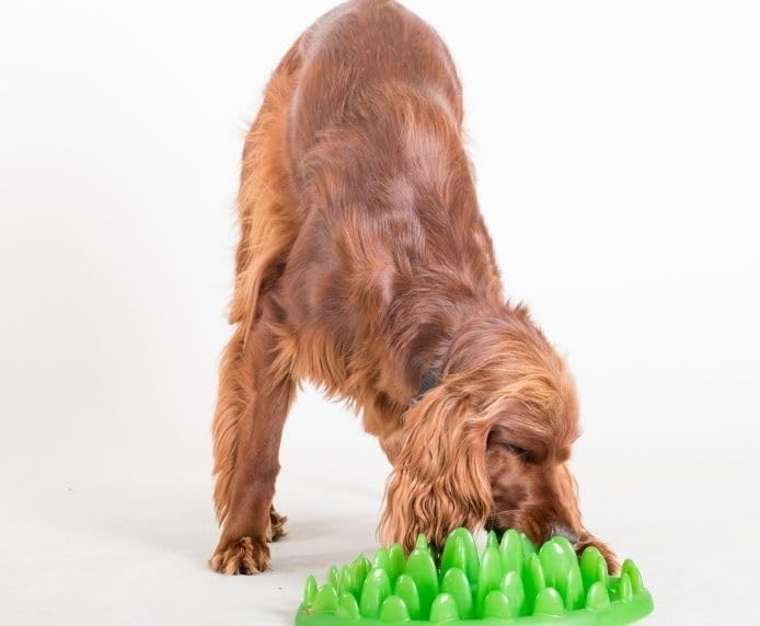 Anti Schling Napf green für Hunde + Katzen Fressnapf Futternapf Hundenapf - in grün Gross, Gross