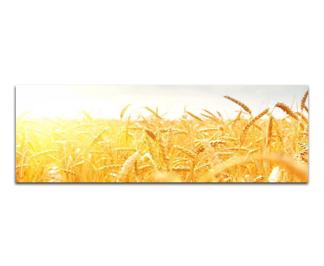 Paul Sinus Art Panoramabild auf Leinwand und Keilrahmen 120x40cm Kornfeld Herbst Sonnenstrahlen