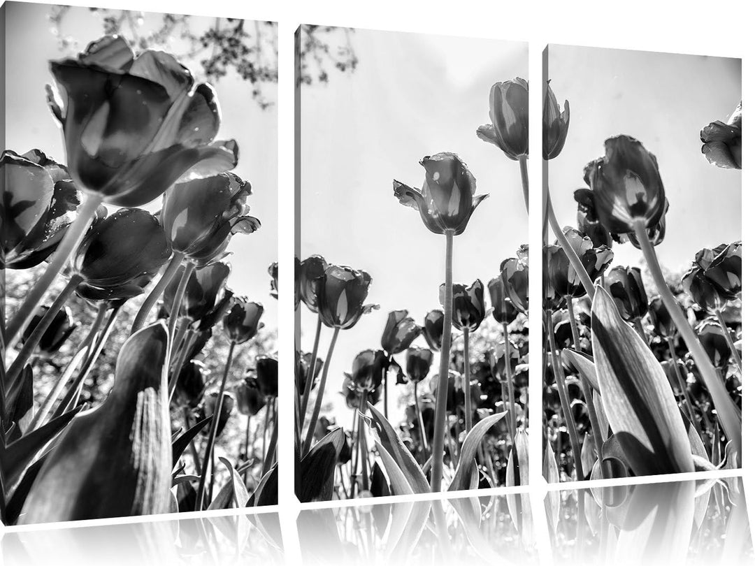 Pixxprint Rosenfeld als Leinwandbild/Grösse: 3 Teilig (120x80) cm/Wandbild/Kunstdruck/fertig bespann