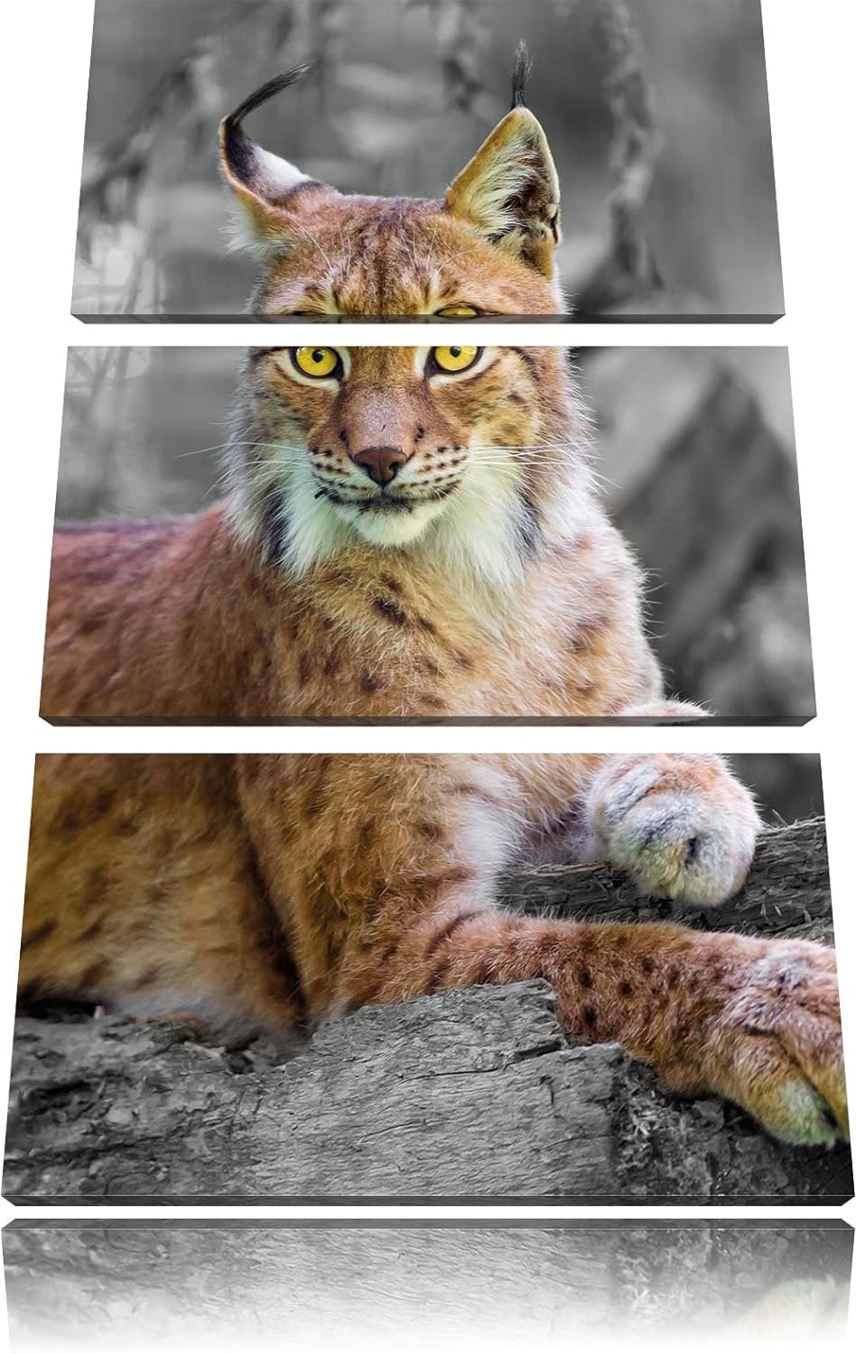 Pixxprint hübscher aufmerksamer Luchs / 3-Teilig/Gesamtmass 120cm Leinwandbild bespannt auf Holzrahm