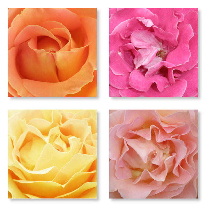 WunschPIXEL – Wandbild Blumen auf weissem Acrylglas, Set 4-teilig je 20x20 cm, quadratisch, Rosen, G