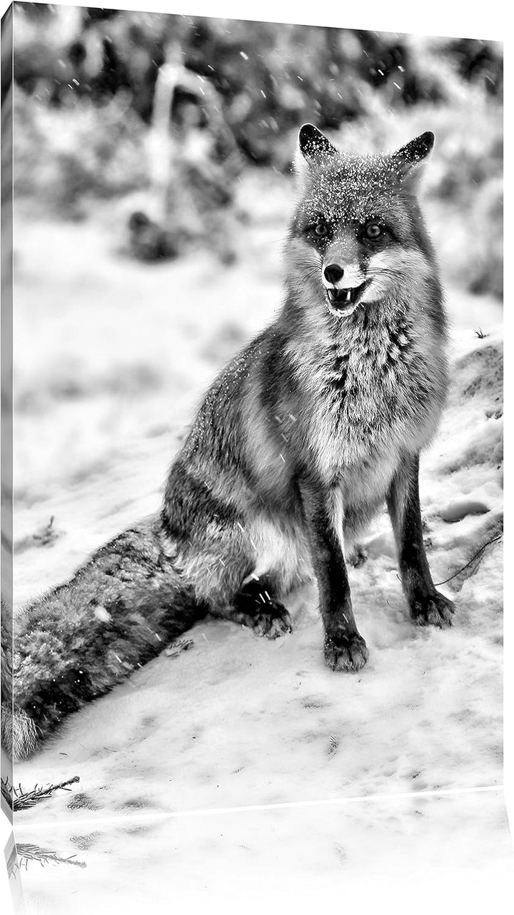 Pixxprint Fuchs im Schnee als Leinwandbild/Grösse: 100x70 / Wandbild/Kunstdruck/fertig bespannt, 100