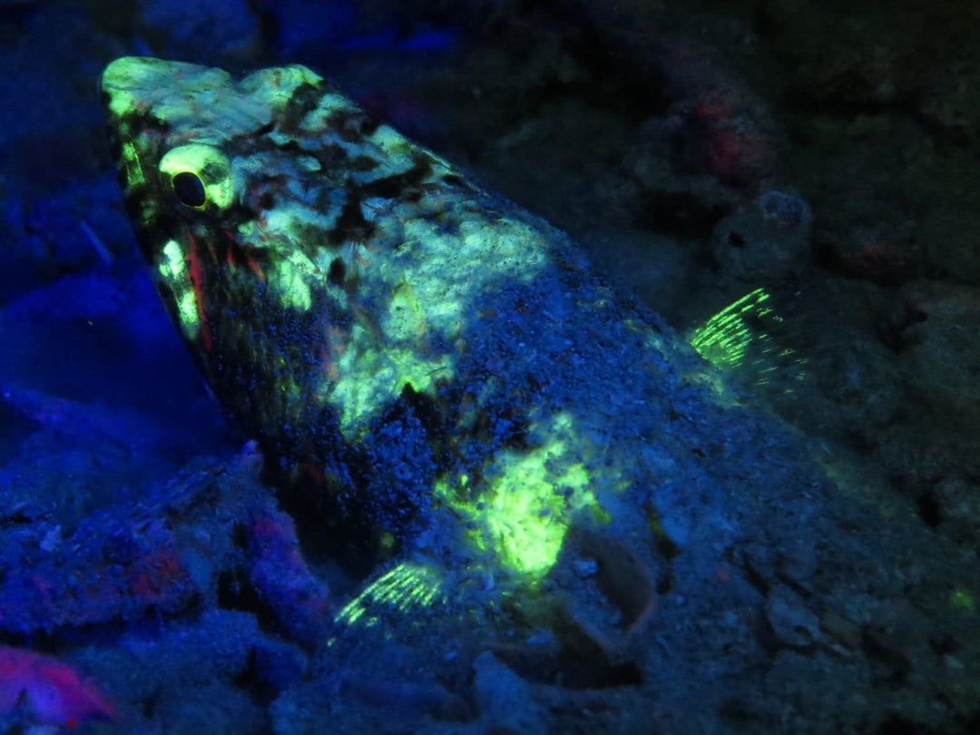 SeaLife Sea Dragon Fluoaro Dual Beam Tauchlampe Videoleuchte