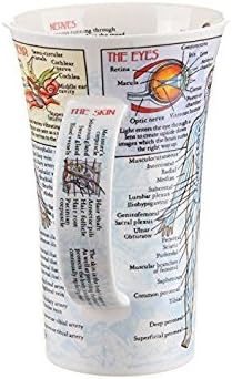 Dunoon, Trinkbecher, Glencoe, Biologie, porzellan, Bodyworks, Einheitsgrösse Knochenporzellan, Knoch