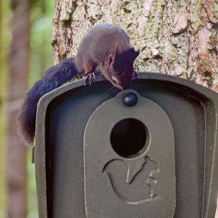 Schwegler Aufzuchtkobel für Eichhörnchen