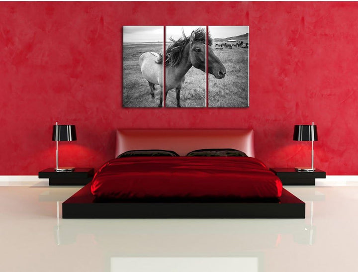 Isländer Pferde in der Wildnis / 3-Teilig/Gesamtmass 120cm Leinwandbild bespannt auf Holzrahmen/Wand