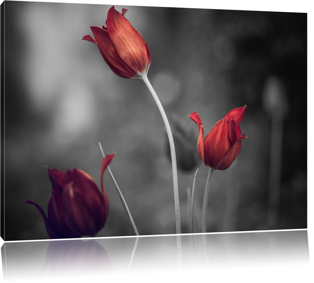 schöne Tulpen schwarz/weiss Format: 100x70 auf Leinwand, XXL riesige Bilder fertig gerahmt mit Keilr