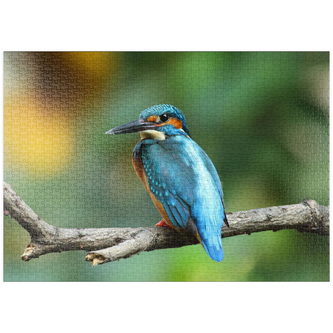 Eisvogel - Premium 1000 Teile Puzzle - MyPuzzle Sonderkollektion von Puzzle Galaxy, 1000 Teile