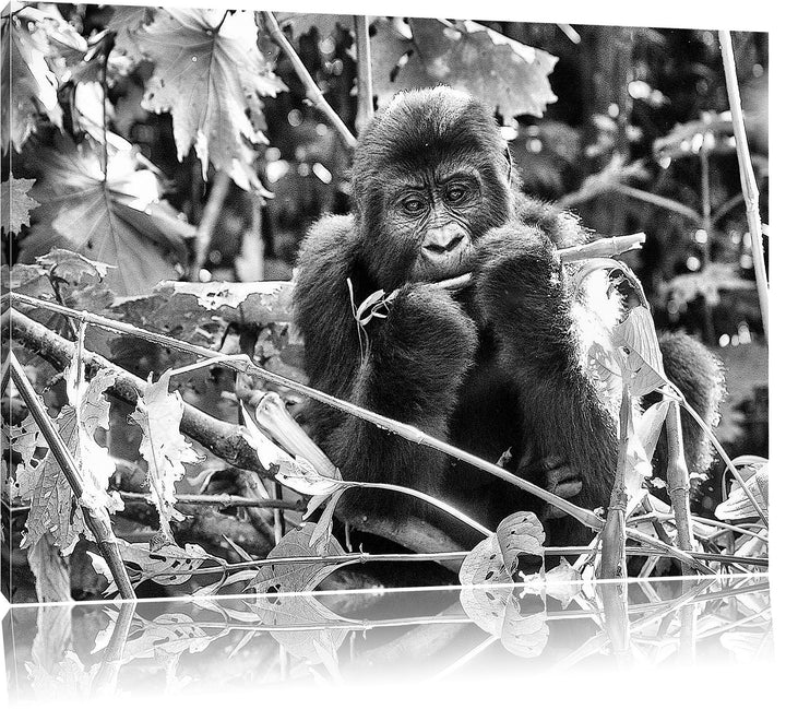 Pixxprint Gorilla beim Fressen als Leinwandbild/Grösse: 100x70 / Wandbild/Kunstdruck/fertig bespannt