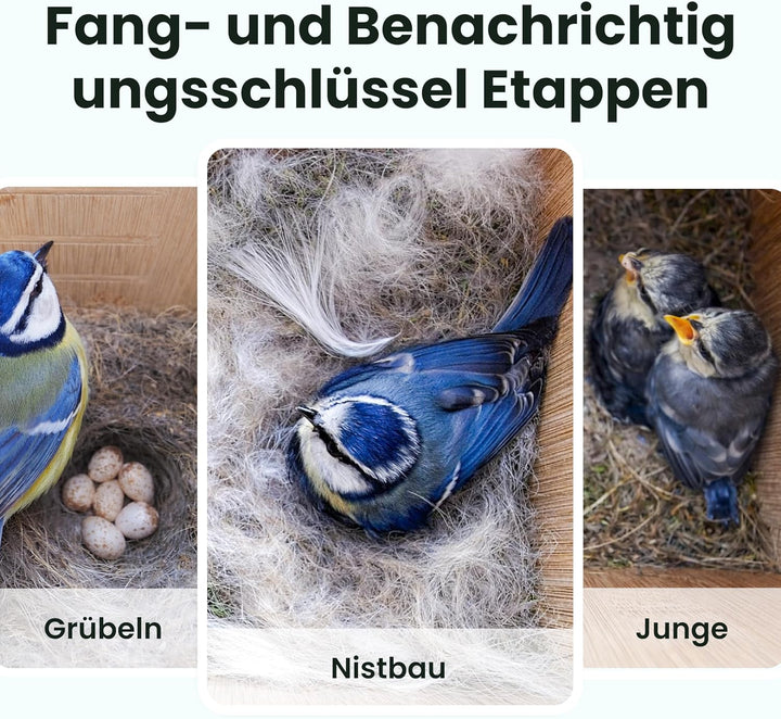 Birdfy Vogelhaus mit Kamera Solar, 1080P FHD Live-View, Echtzeitbeobachtung des Nestbaus und der Bru