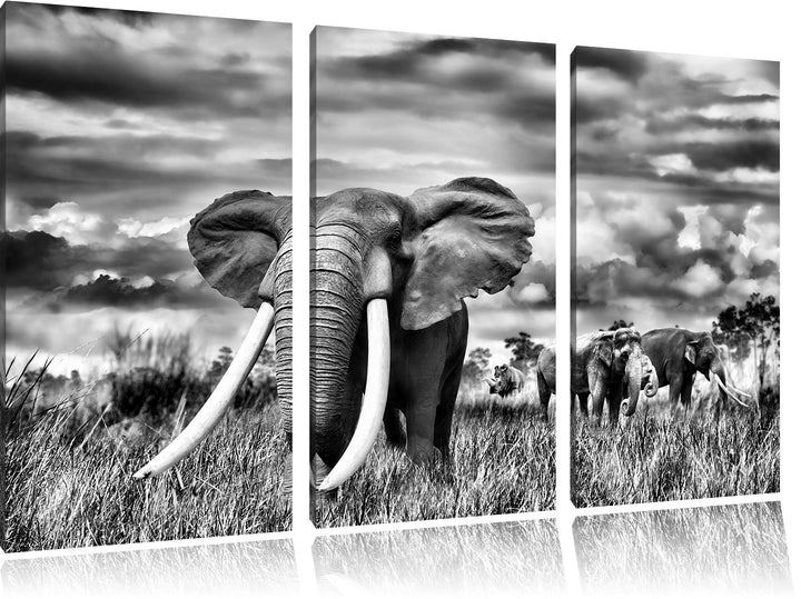 Pixxprint Stolzer Elefant in Savanne als Leinwandbild/Grösse: 3 Teilig (120x80) cm/Wandbild/Kunstdru