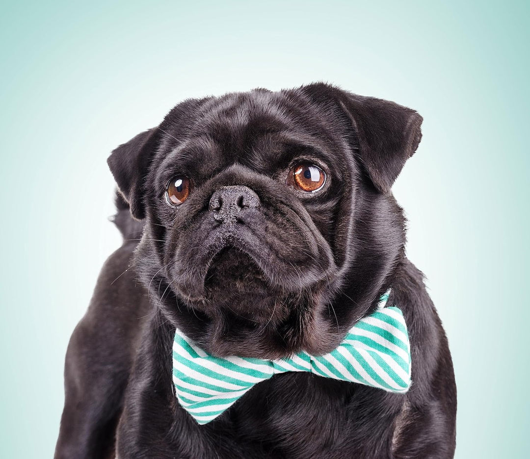Lustiger Mops mit Fliege Herdabdeckplatte & Spritzschutz aus Echtglas | Für Herd-Kochfelder | 60x52