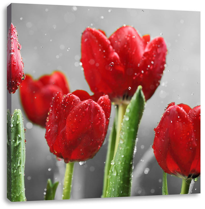 Pixxprint Rote Tulpen mit Tropfen bedeckt Schwarz/Weiss, Format: 70x70 auf Leinwand, 70x70