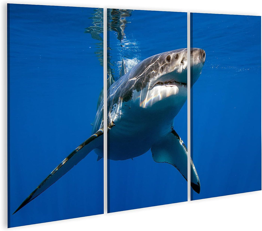 islandburner Bild auf Leinwand Weisser Hai Bilder Wandbilder Poster Leinwand 130x80cm - 3 Teile, Lei