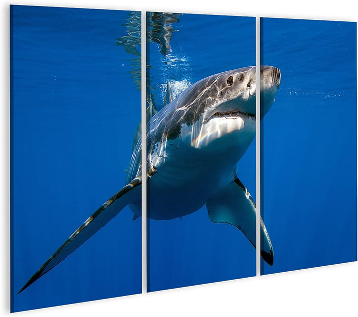 islandburner Bild auf Leinwand Weisser Hai Bilder Wandbilder Poster Leinwand 130x80cm - 3 Teile, Lei