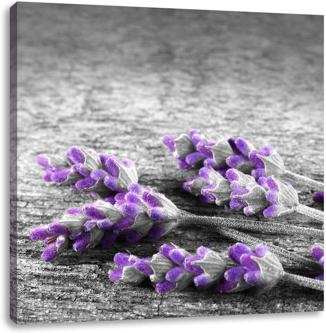 Pixxprint liegender Lavendel auf Stamm als Leinwandbild Quadratisch/Grösse: 70x70 / Wandbild/Kunstdr