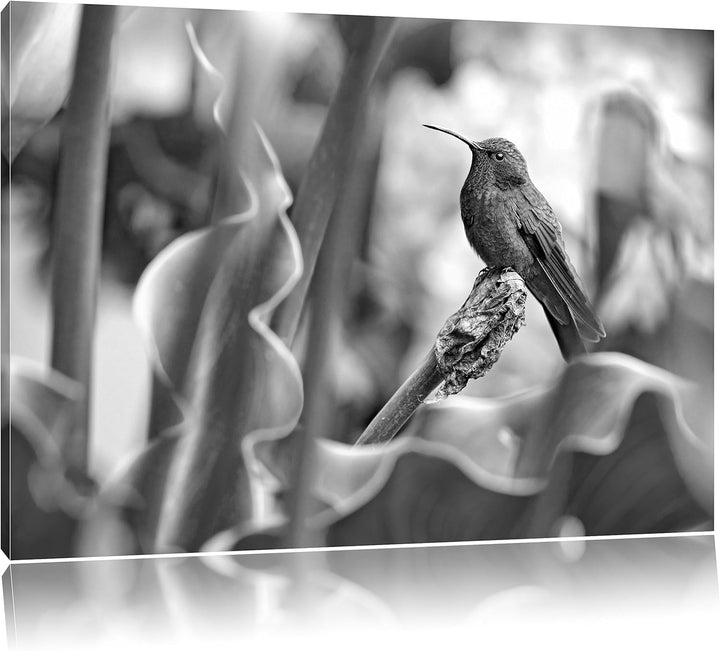 Pixxprint Kolibri in seinem Lebensraum als Leinwandbild/Grösse: 100x70 / Wandbild/Kunstdruck/fertig