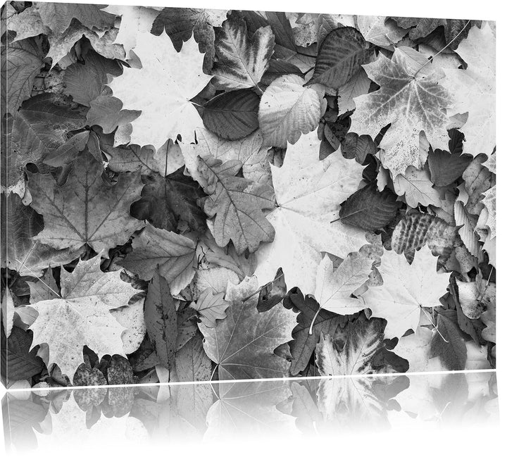 Herbstblätter Kunst B&W, Format: 100x70 auf Leinwand, XXL riesige Bilder fertig gerahmt mit Keilrahm