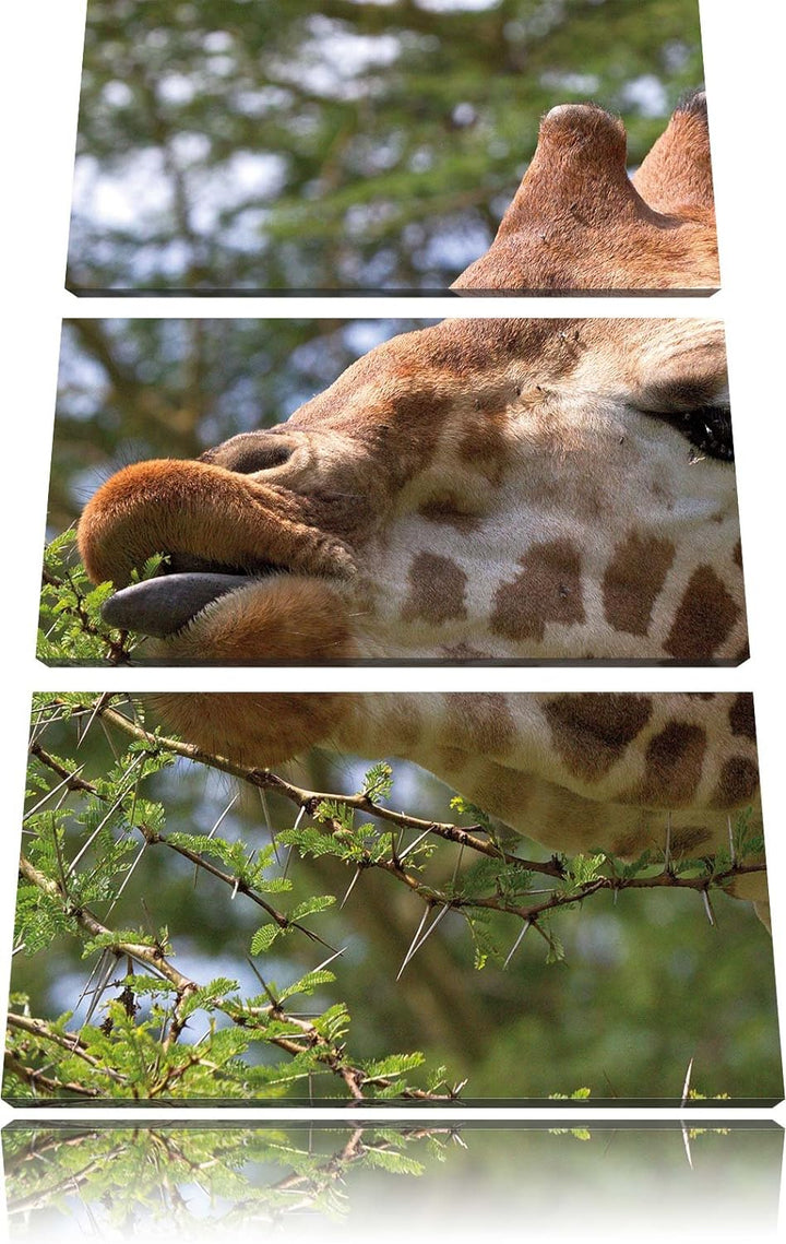 Pixxprint niedliche Giraffe beim Fressen als Leinwandbild/Grösse: 3 Teilig (120x80) cm/Wandbild/Kuns