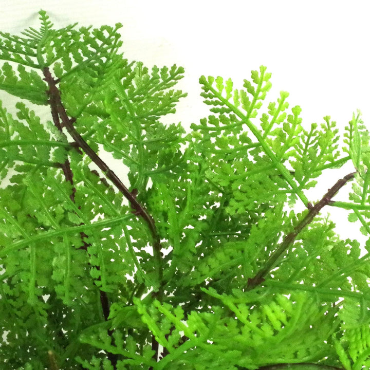 Leaf Mini-Farn Künstlicher Damenfarn in Topfform, 30 cm (Athyrium Filix-Femina), Kunststoff, Lady Fe