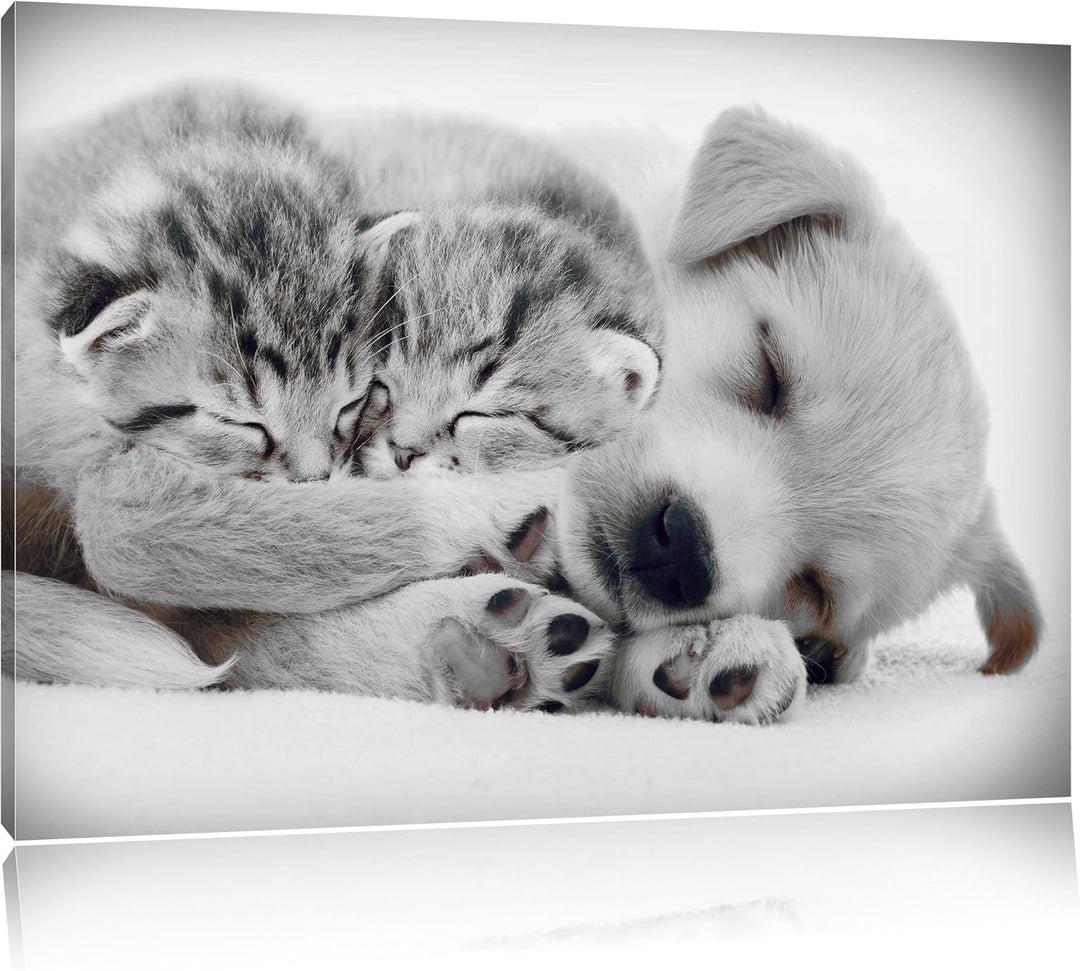 Pixxprint Hundewelpe mit kleinen Kätzchen als Leinwandbild/Grösse: 100x70 / Wandbild/Kunstdruck/fert