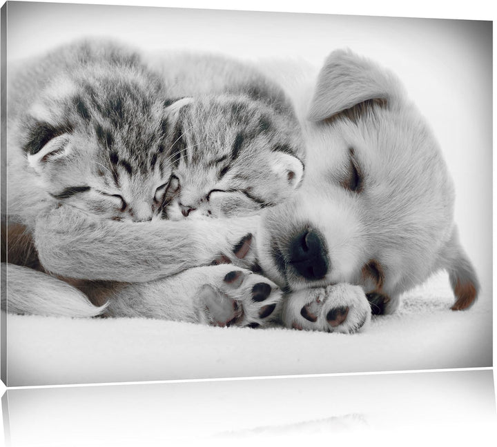 Pixxprint Hundewelpe mit kleinen Kätzchen als Leinwandbild/Grösse: 100x70 / Wandbild/Kunstdruck/fert