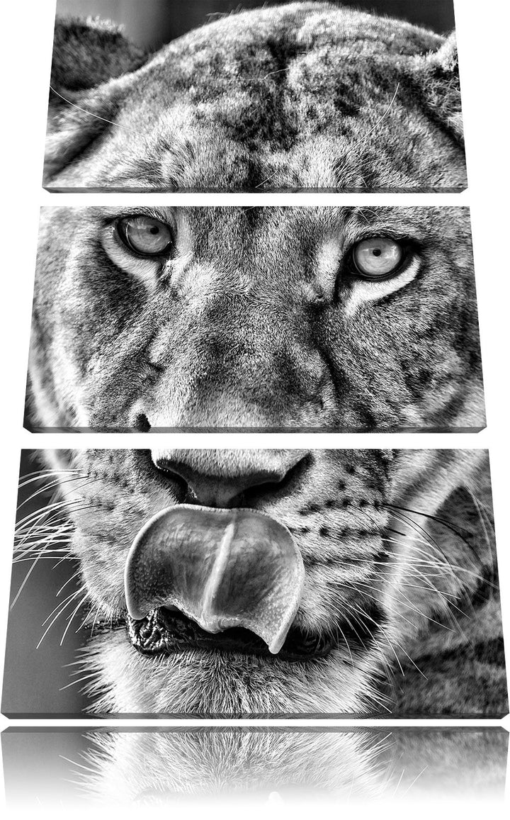 Pixxprint Monocrome, anmutige Löwin 3-Teiler Leinwandbild 120x80 Bild auf Leinwand