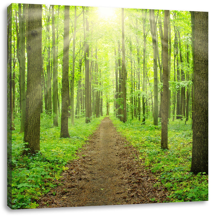 Pixxprint Sonnenlicht bricht in den Wald herein, Format: 70x70 auf Leinwand, 70x70