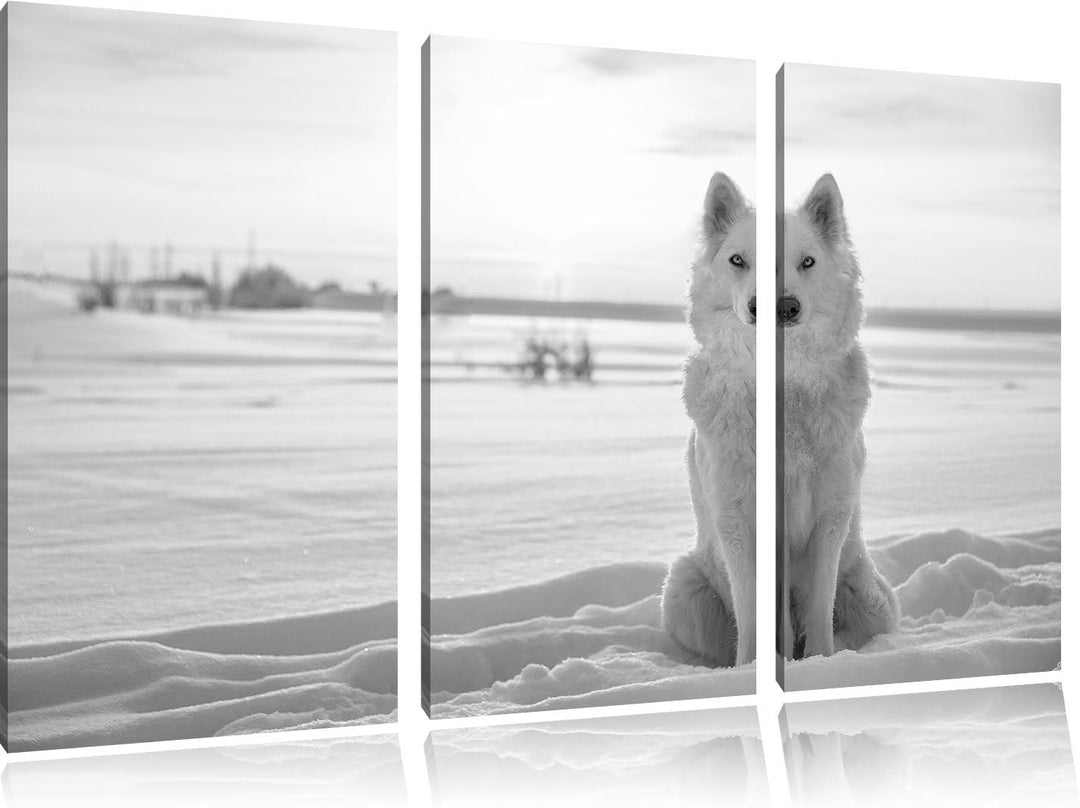 Pixxprint Weisser Wolf im Schnee Kunst B&W als Leinwandbild/Grösse: 3 Teilig (120x80) / Wandbild/Kun