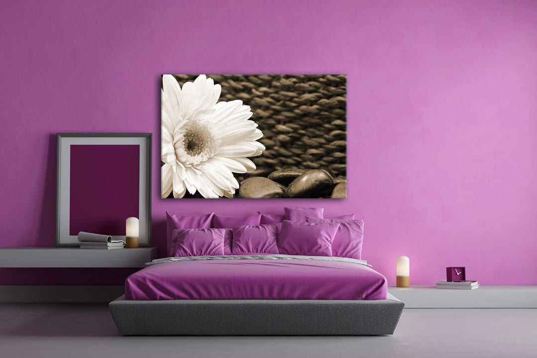 deyoli Weisse Gerbera Format: 80x60 Effekt: Sepia als Leinwandbild, Motiv fertig gerahmt auf Echthol