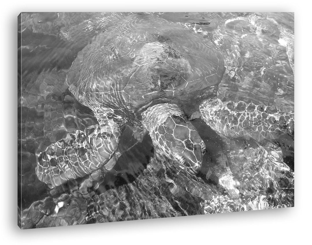 deyoli Anmutige Wasserschildkröte Format: 100x70 Effekt: Schwarz/Weiss als Leinwandbild, Motiv ferti
