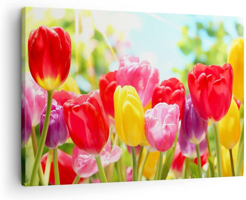 Bilder auf Leinwand Tulpe Blume Garten Plantage Leinwandbild 70x50cm Wandbilder Dekoration Wohnzimme