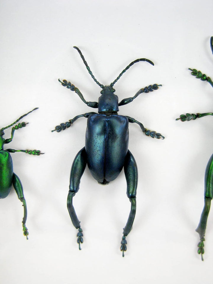 Echte präparierte und riesige Insekten, Cicaden und Krabbler im Schaukasten aus Holz hinter Glas … (