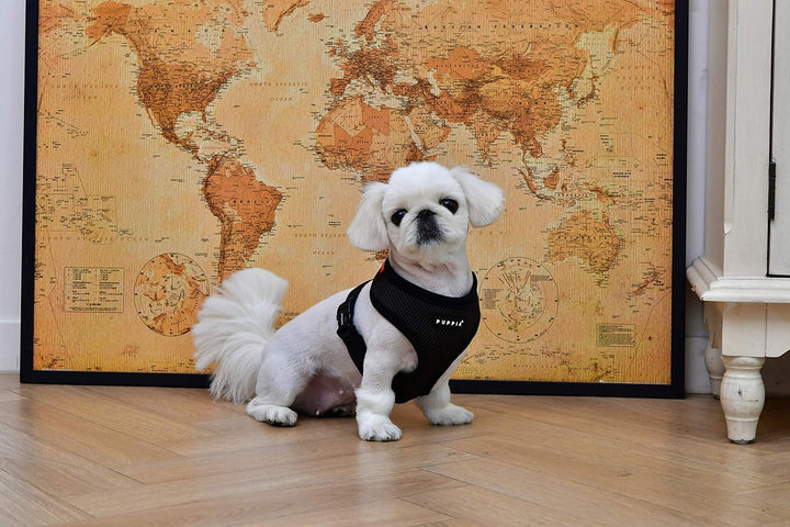 Puppia Hundegeschirr für kleine und mittelgrosse Hunde - super weich in vielen Farben - Auch als Wel